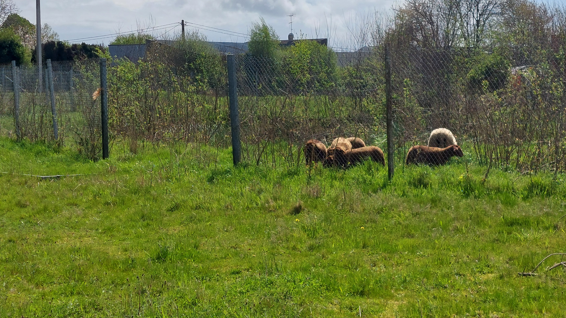 Retour des moutons sur notre site de SNV Lassay-les-Châteaux